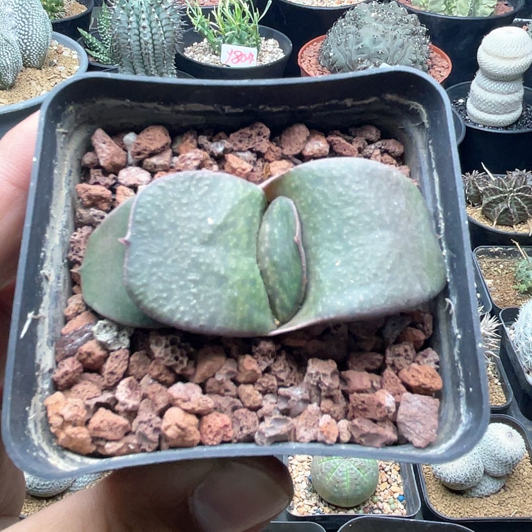 实生卷叶军配卧牛 致远多肉