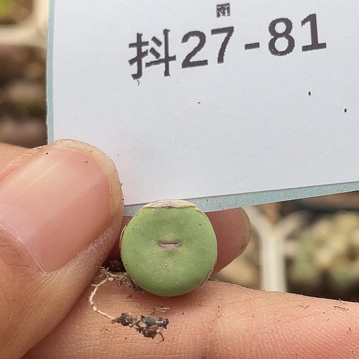 27-81嘴多肉植物肉锥