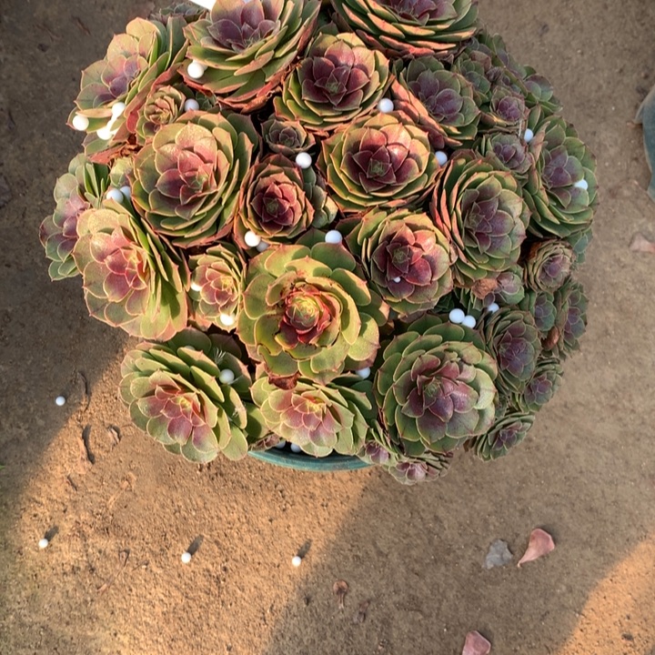 不***.1072万圣节多肉植物特价