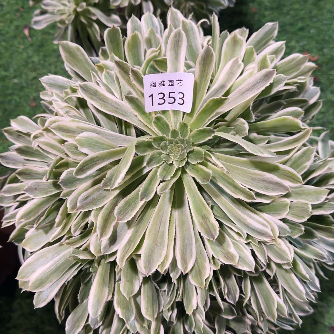 多肉植物碧浪1353