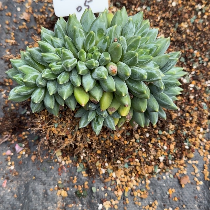 一物一拍重楼缀05