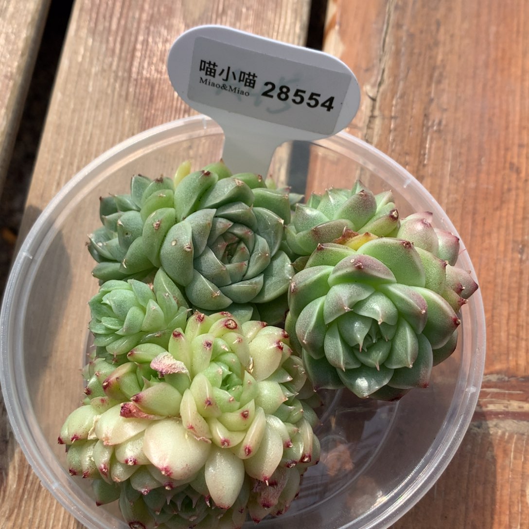 多肉植物麦秆珍妮