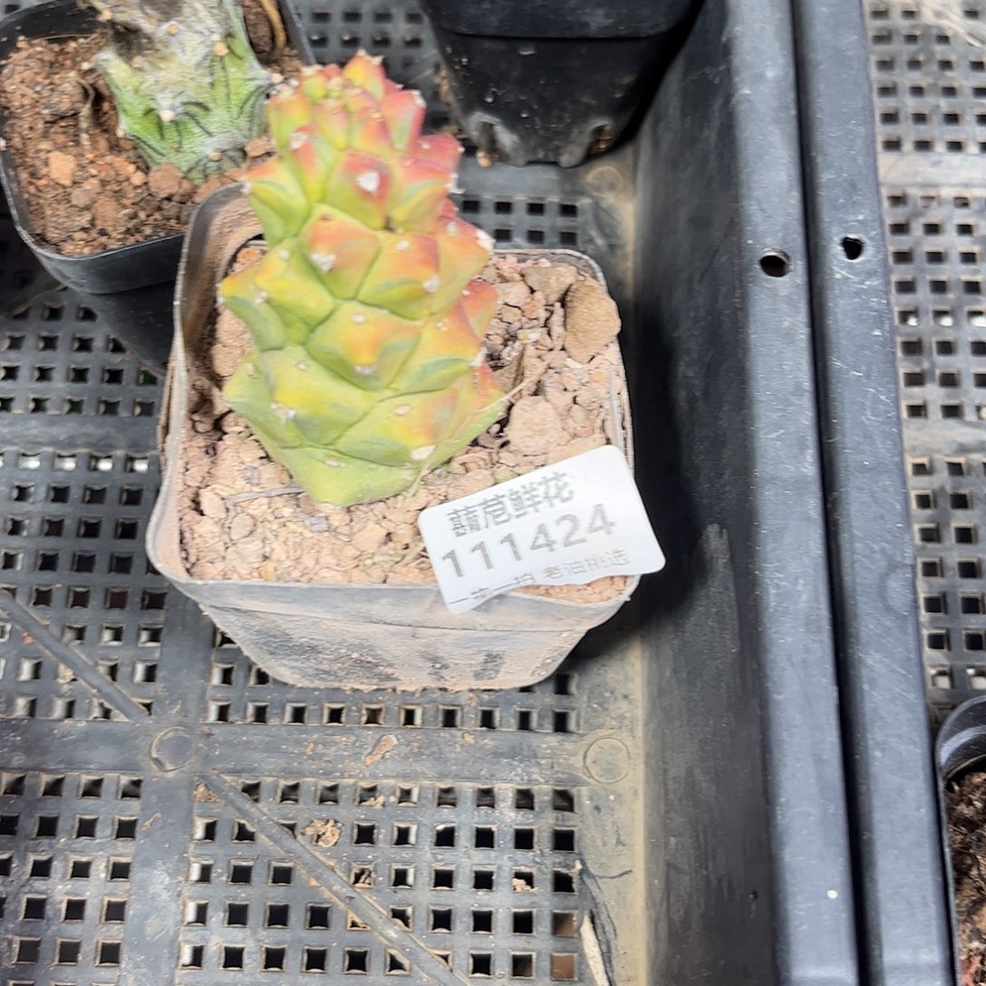 十***气111424一物一拍单头发