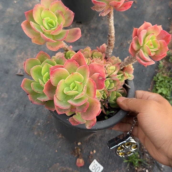 火焰玫瑰323 多肉植物一物一拍