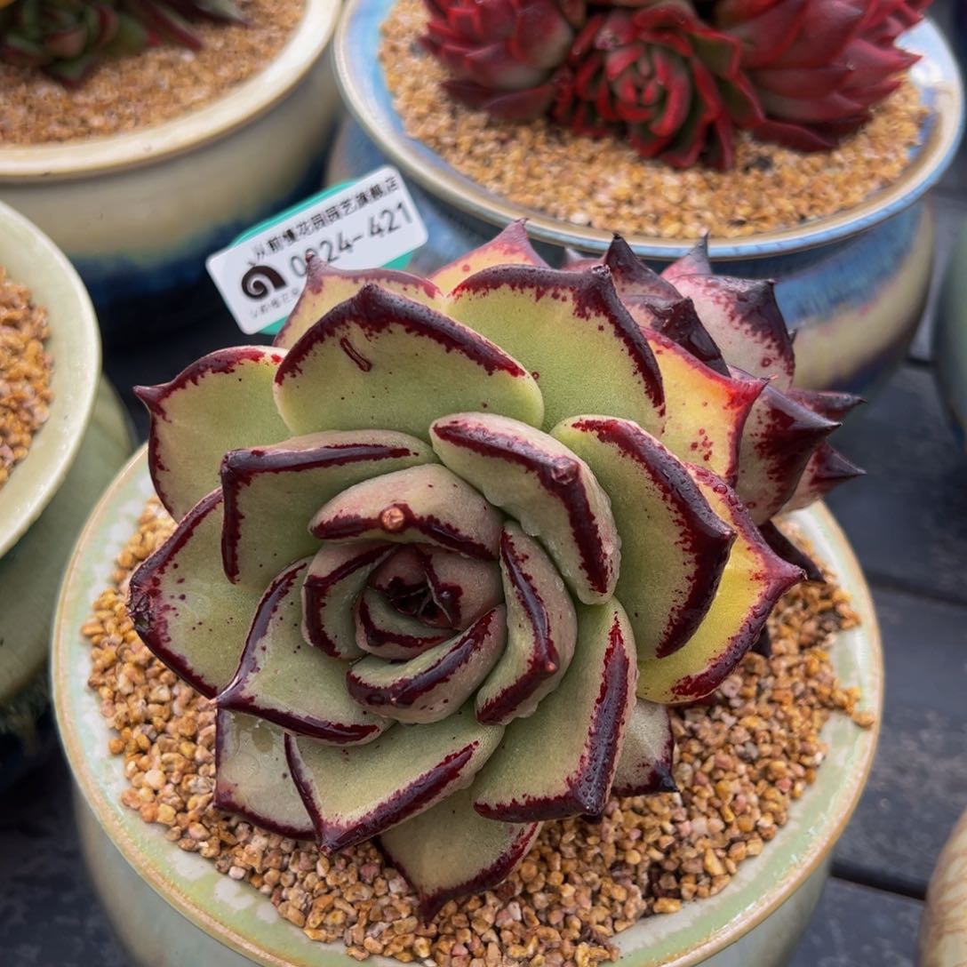 从前慢多肉精选编号0224.421