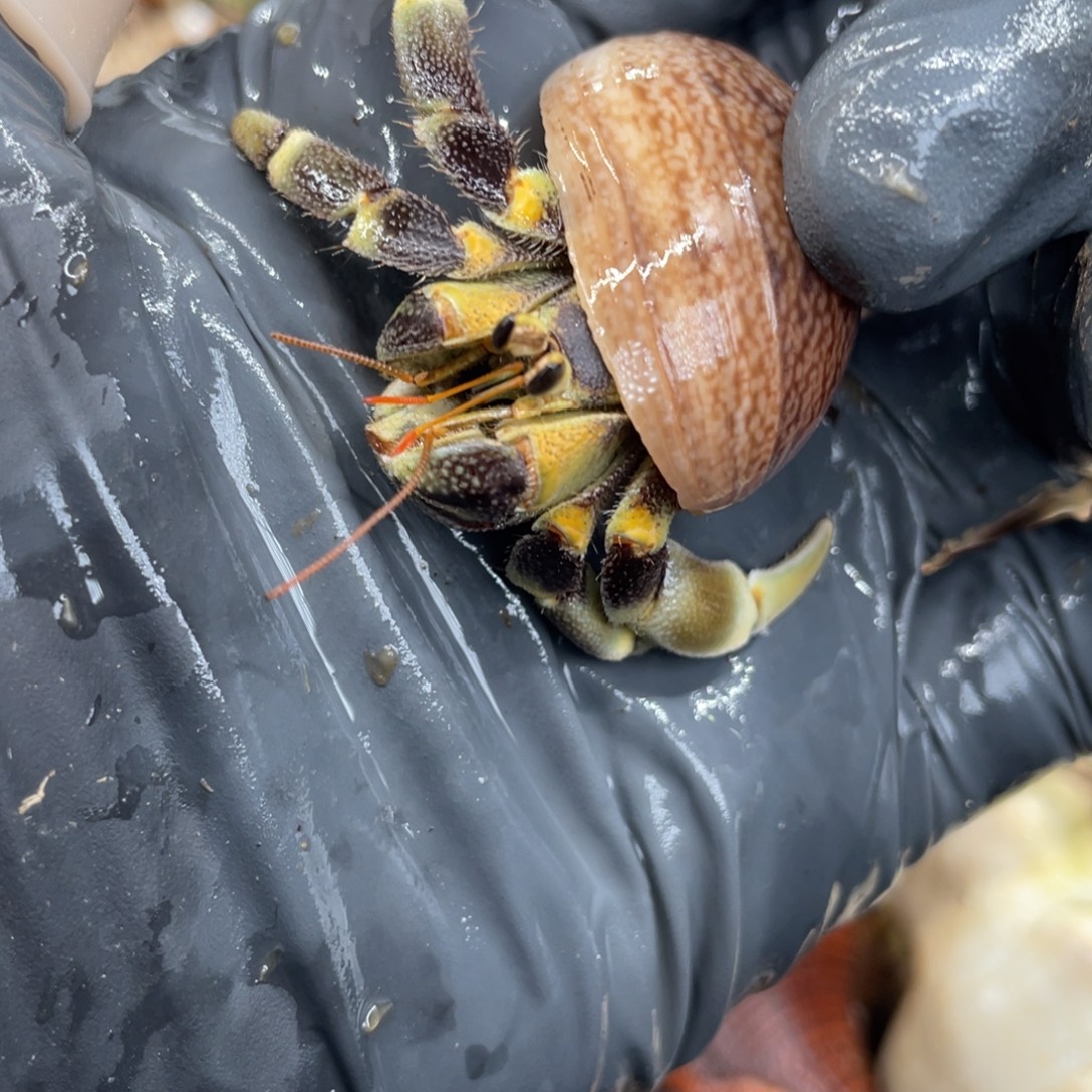 不退不换活体宠物47