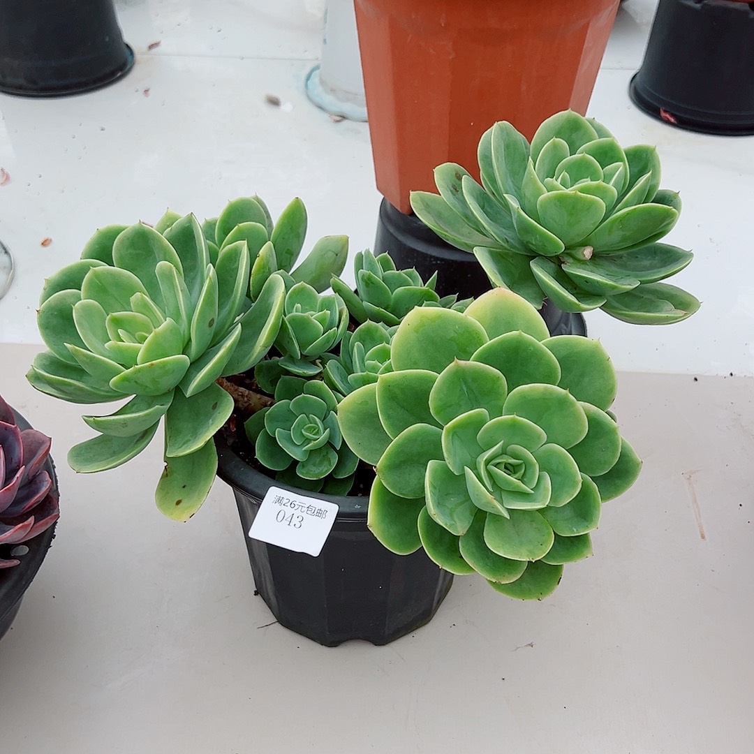半****043新娜塔多肉植物多肉