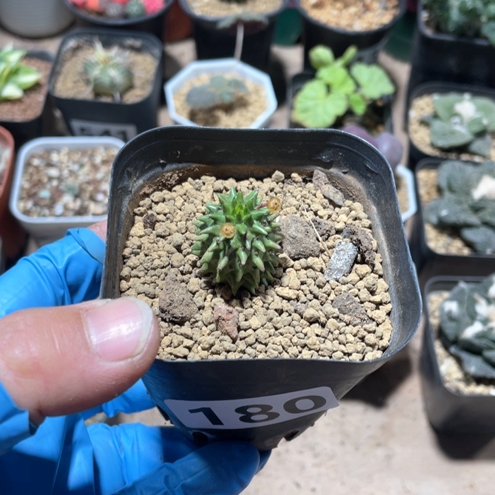 180海胆大戟仙人球