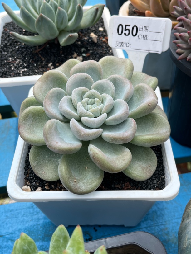 玉麒麟多肉植物好养包邮