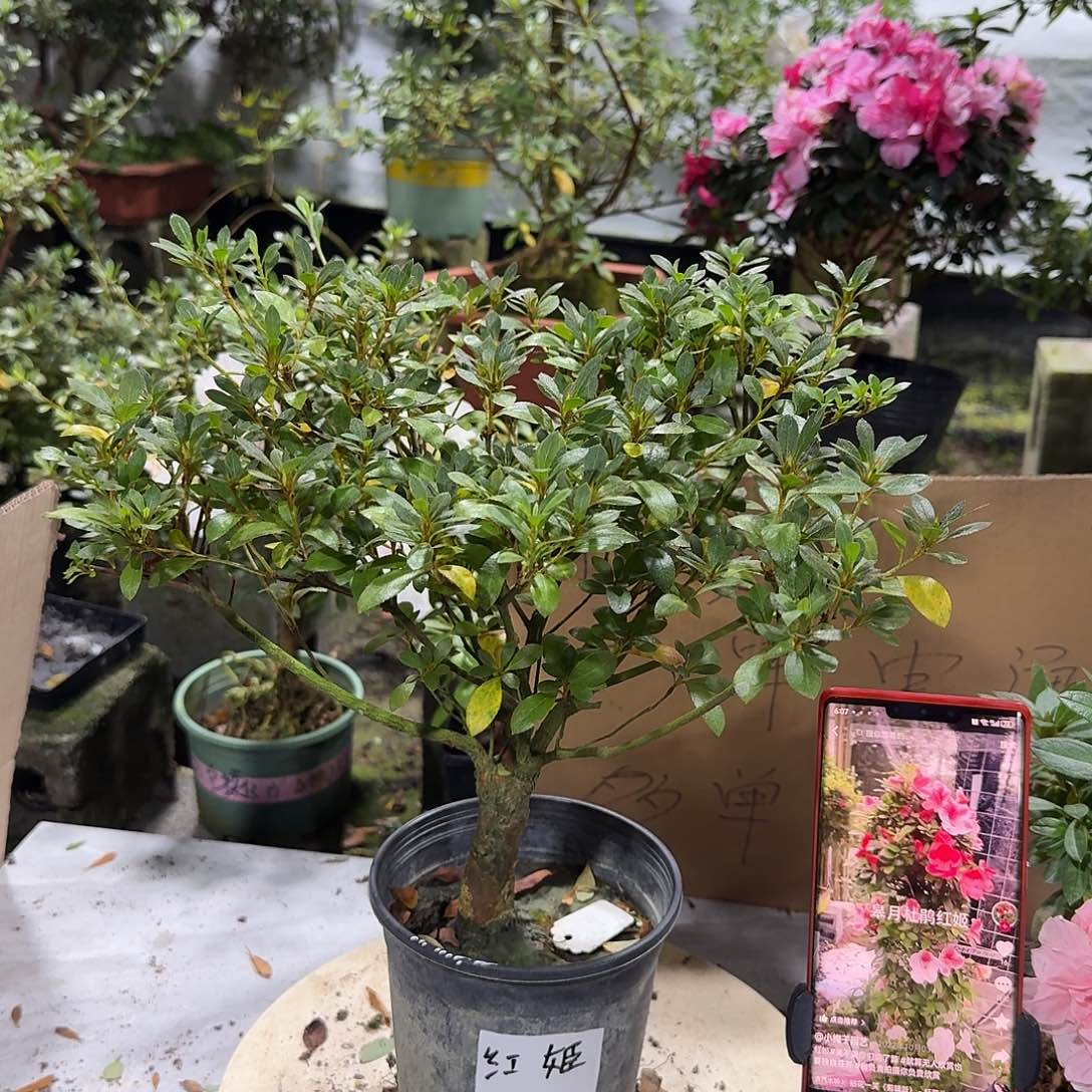 全部花苞红姬杜鹃花