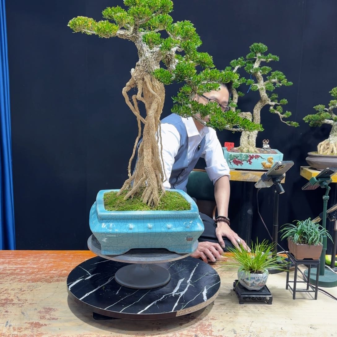 黄杨室内室外盆景艺术