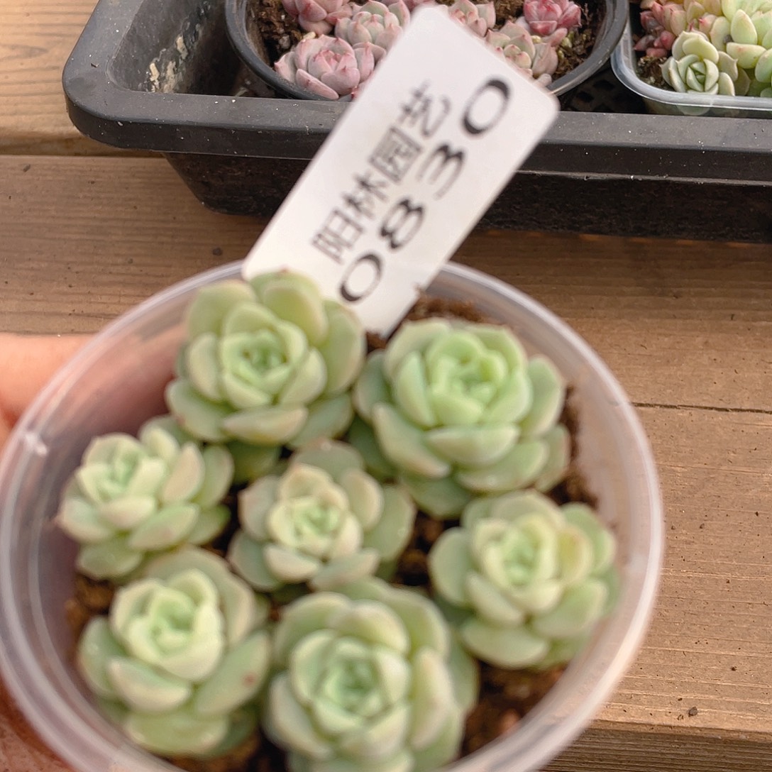 多肉植物多肉植物830