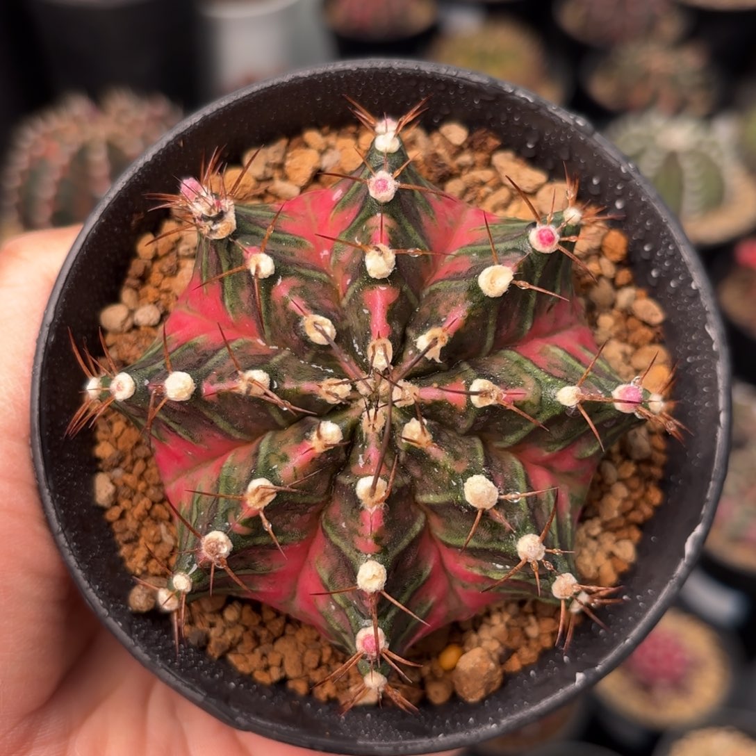 泰系实生米哈仙人球8