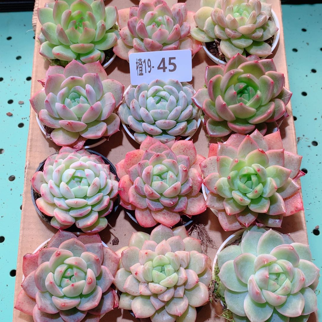 19-45一物一拍多肉带盆18颗