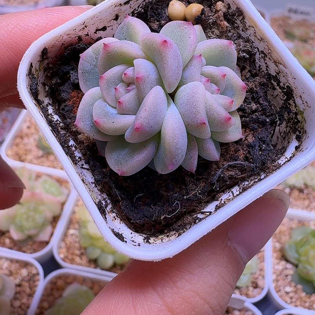 秃子甜心一物一拍