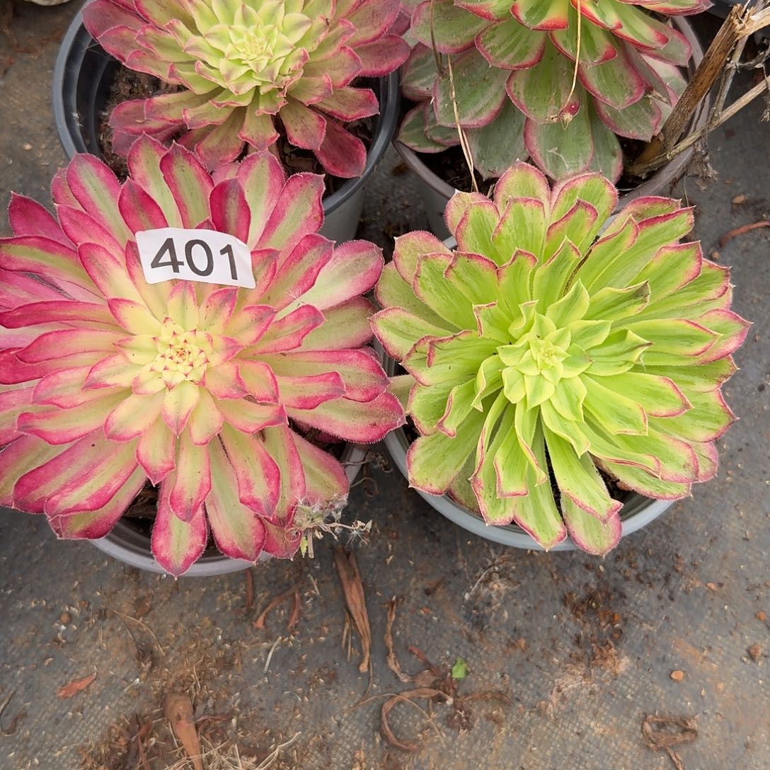 401多肉法师4颗组合，偏远地区顺丰到付