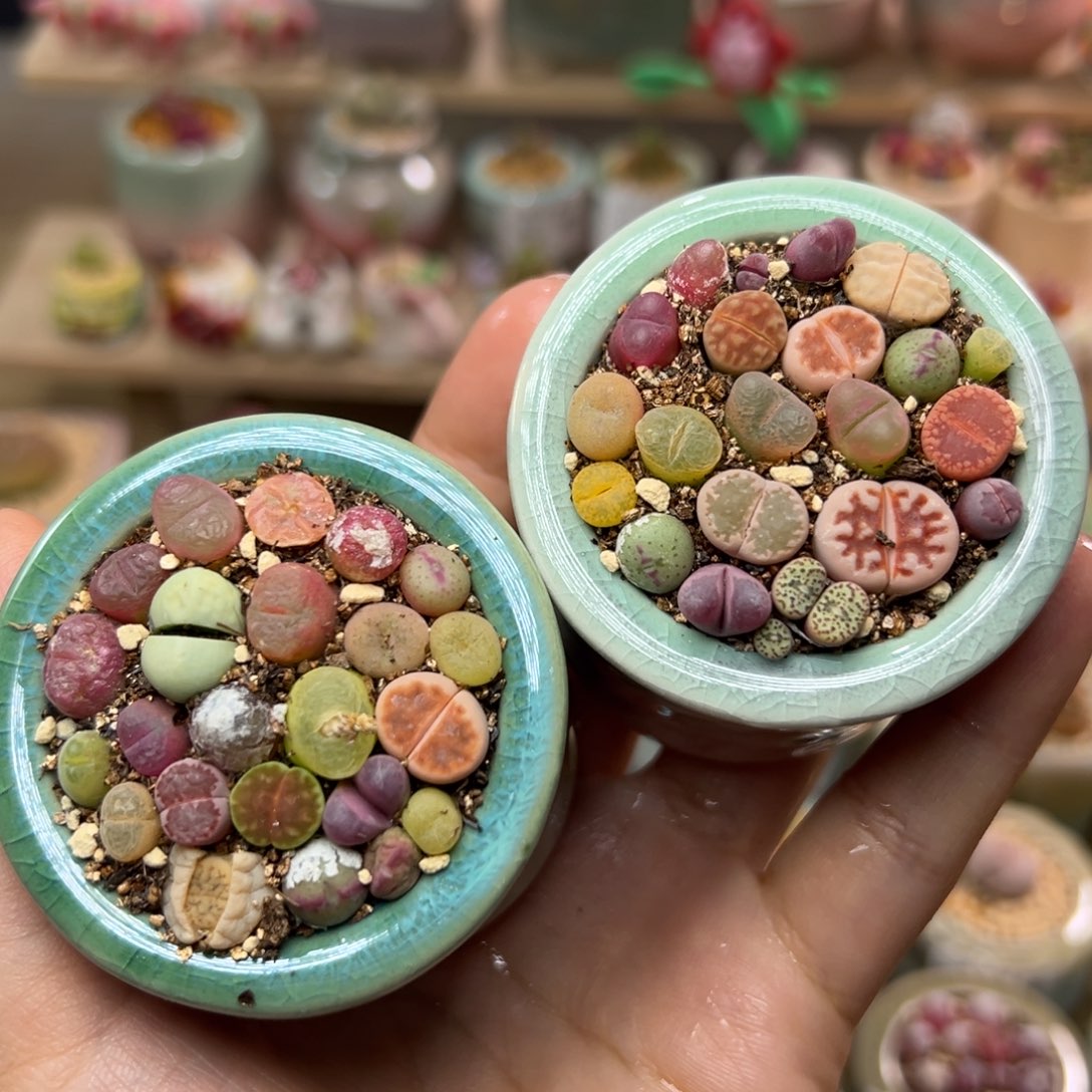 多肉植物96号两盆