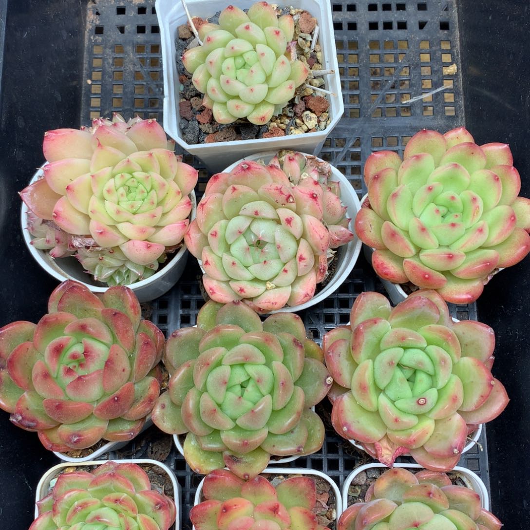 1201-108 珍妮麦杆套餐