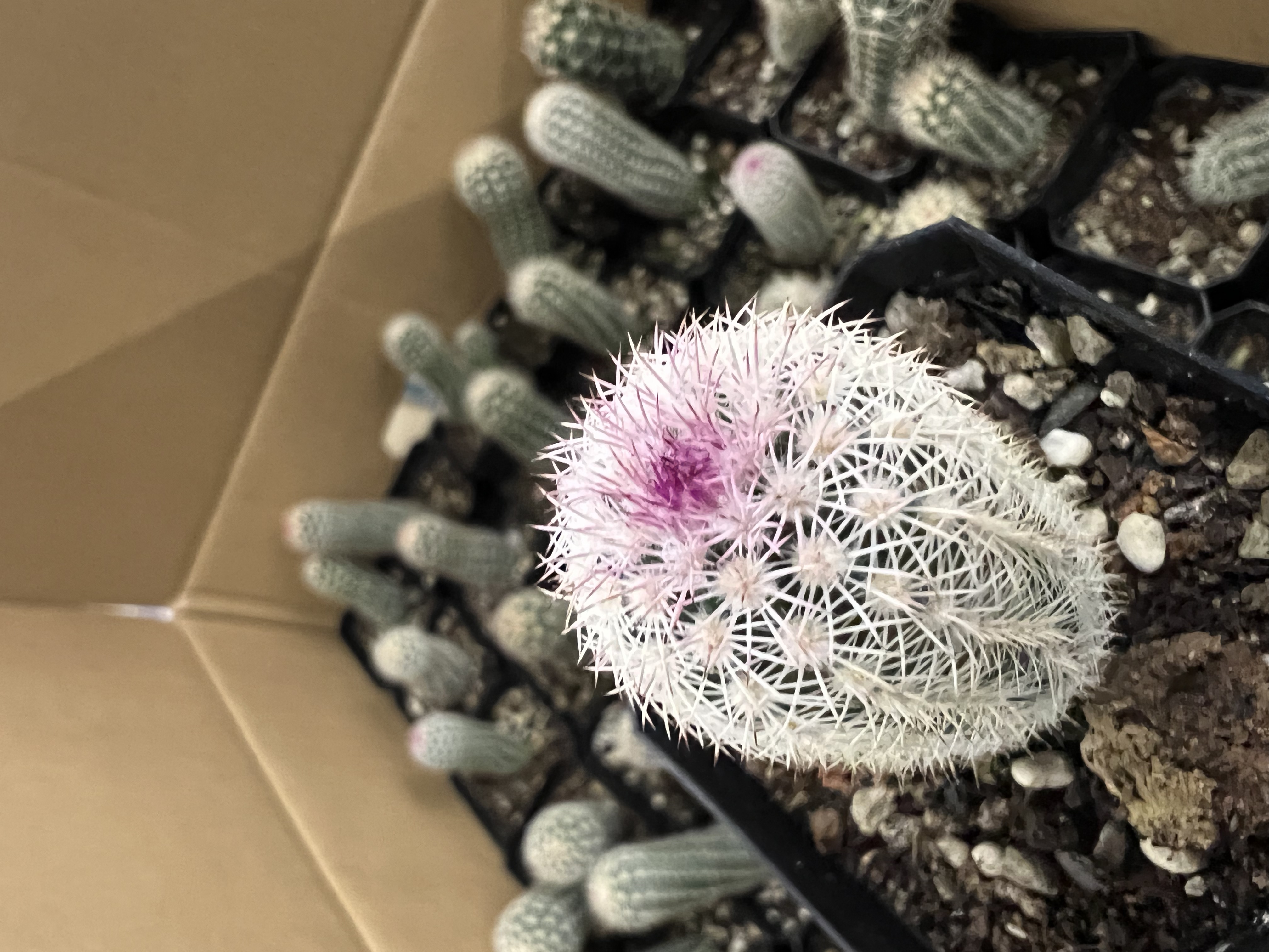 二妹园艺【 1棵 皇冠虾  实生根 】带盆土随机发货