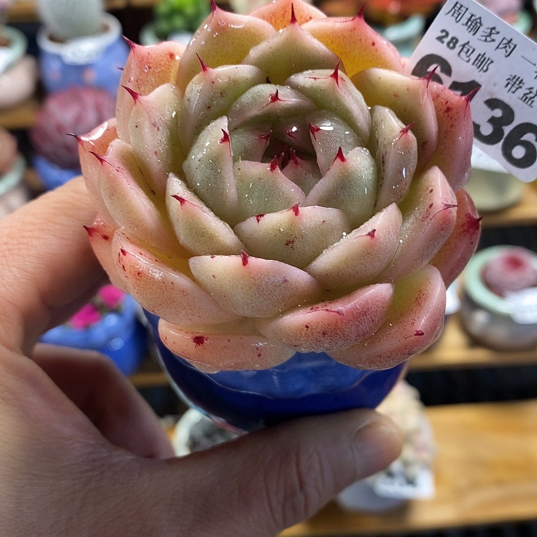 精控多肉植物6136