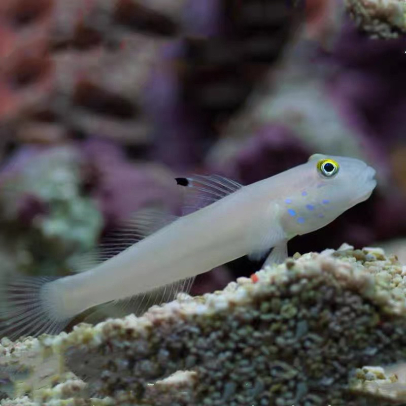 白虾虎海水鱼观赏鱼翻沙虾虎爱自然渔场