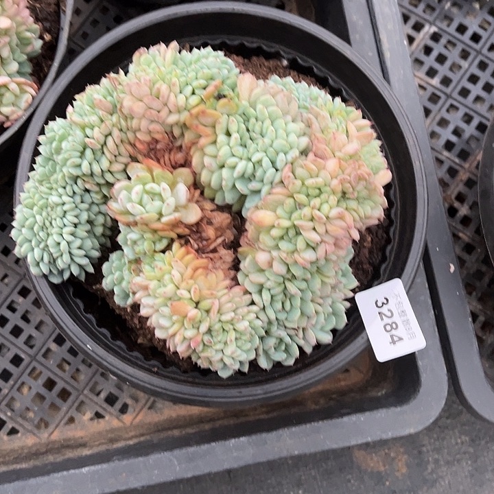 阿雅园艺。       3284白胖子缀