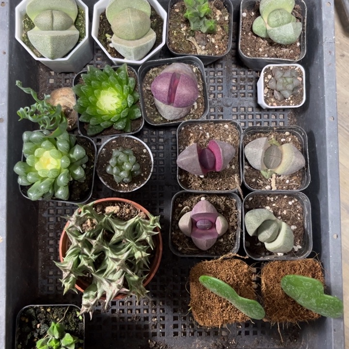 可爱多肉一盆的好001