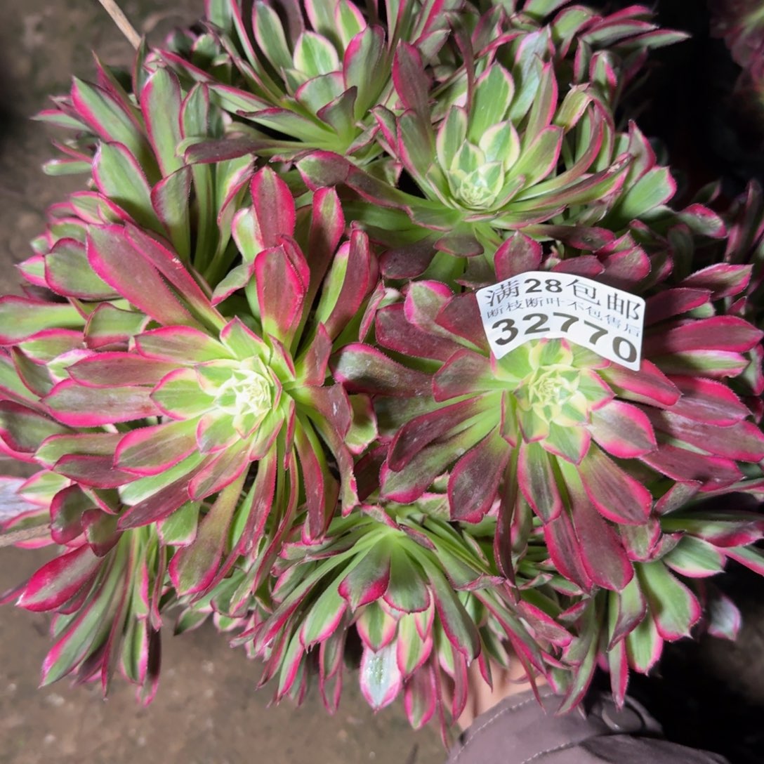 32770天和多肉植物