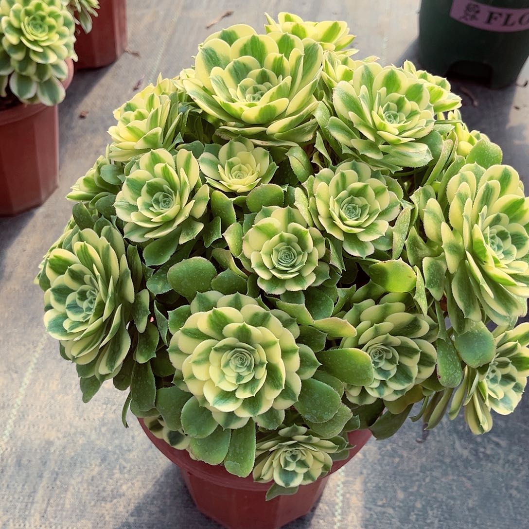 法师多肉植物f d