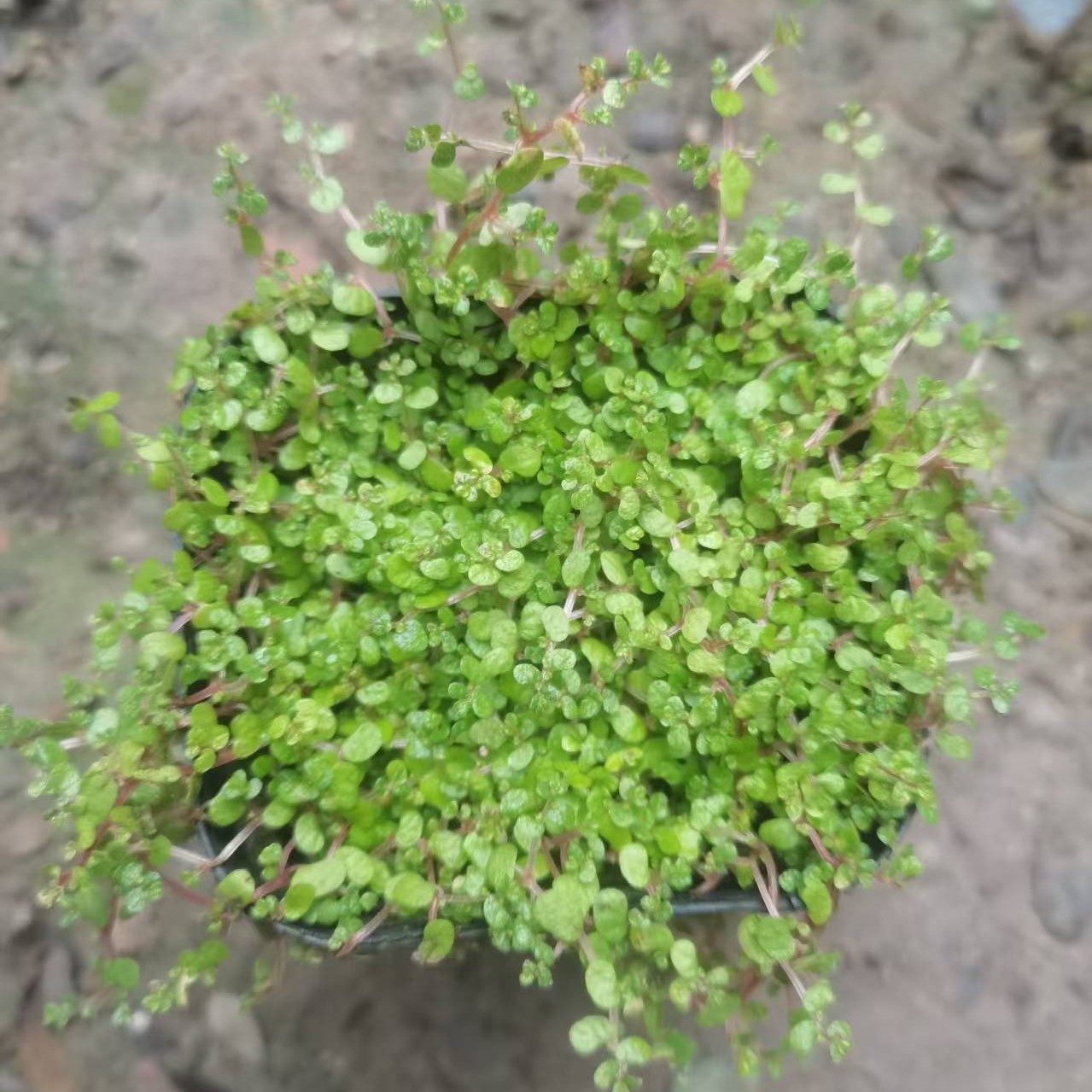 珍珠草上水石假山造景爬藤植物四季常青盆栽鲜活植物四季可用盆景