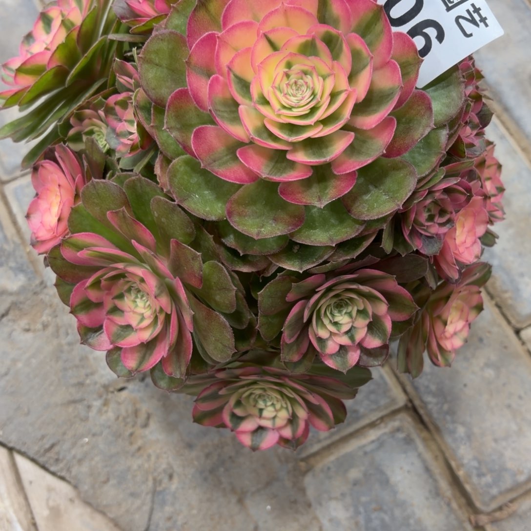 半***过荔枝老桩不周正806肉肉