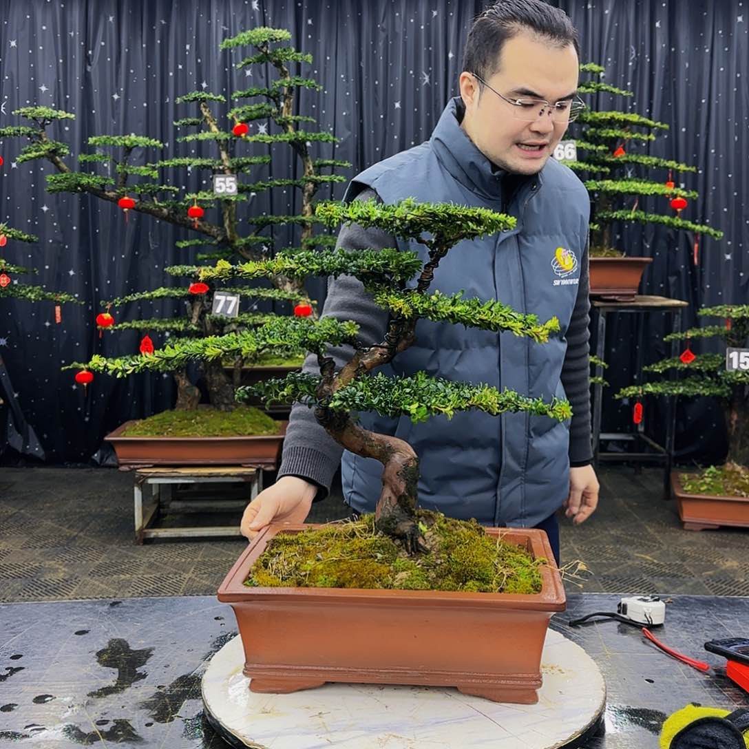 松树柏树造型盆景