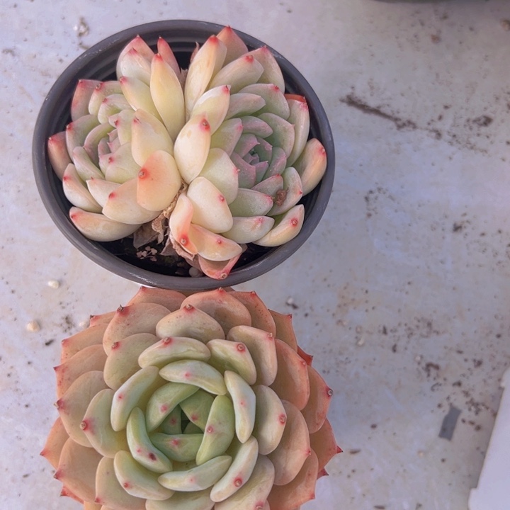 健健康康平平安安