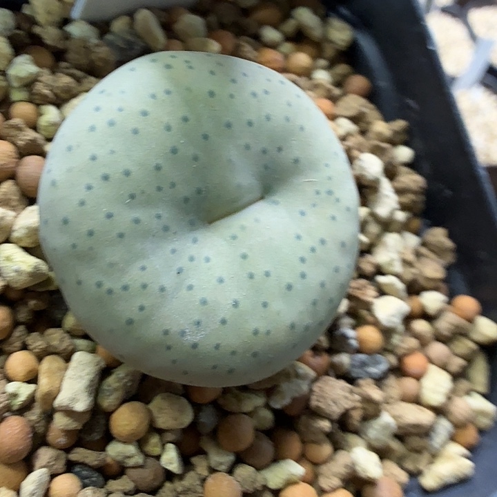 吧*?大型奶油嘴 12-1-c12