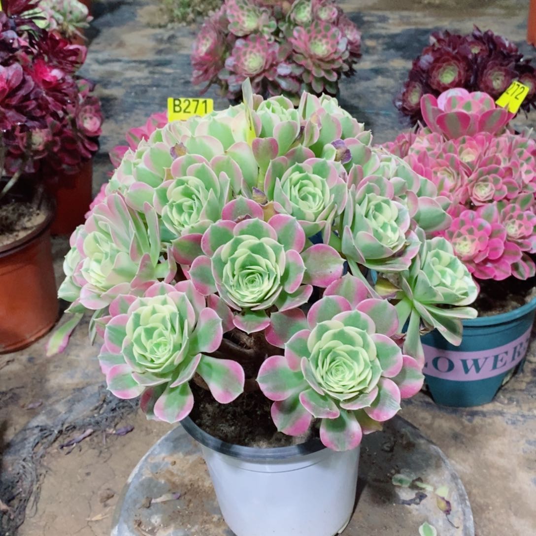 白凤大老庄手捧289