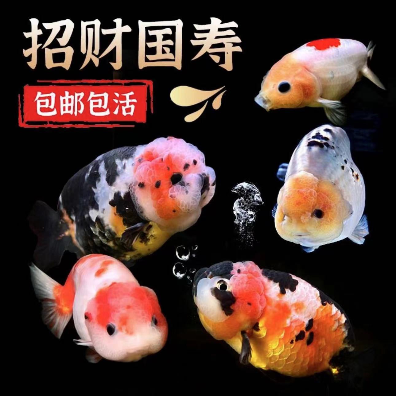 【4】精品金鱼观赏鱼鎏金10-12公分