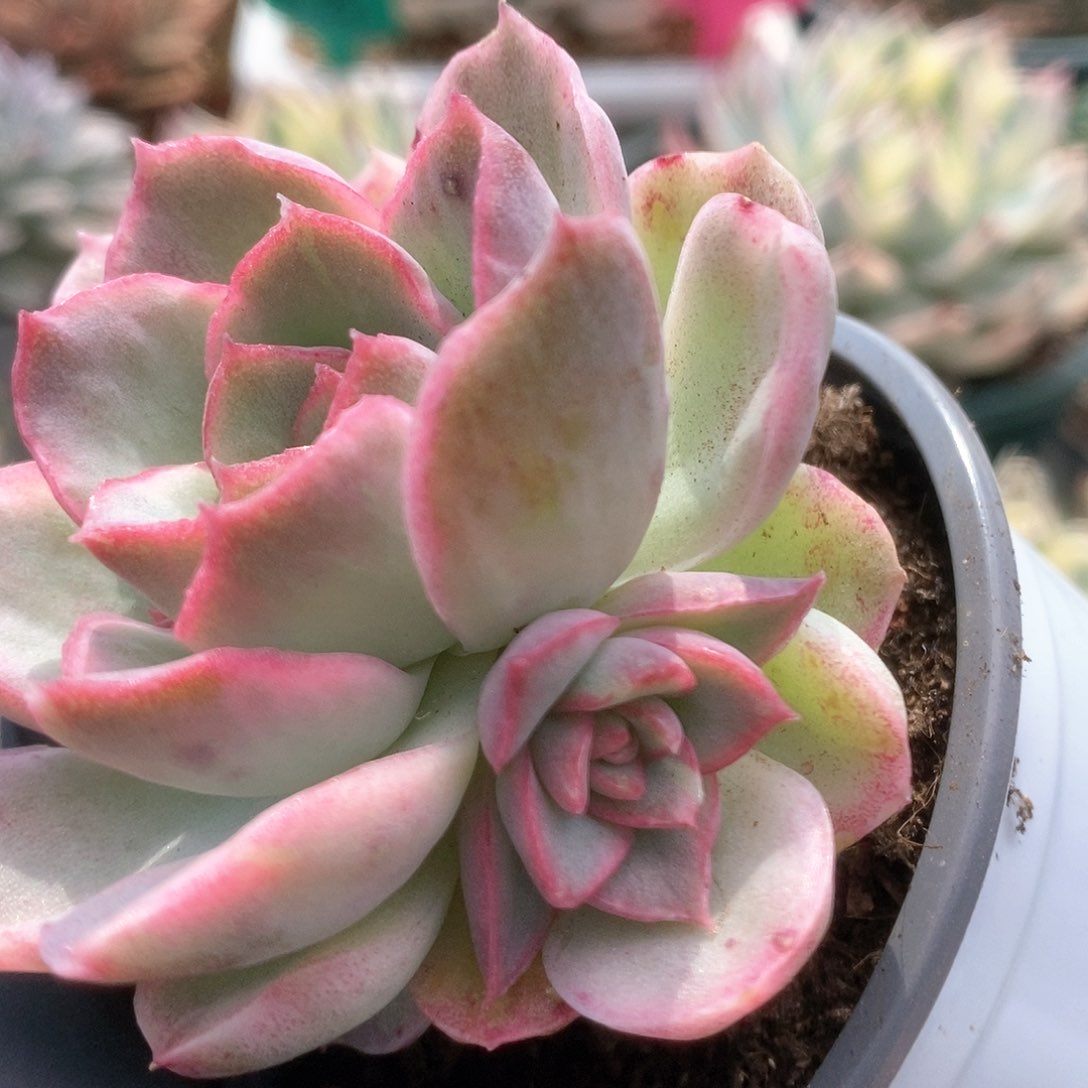 104红心A侧牙可分