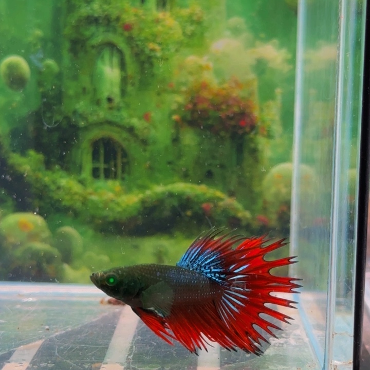 斗鱼就是这么一群