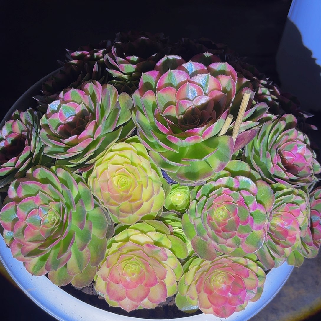 我***莲轮回多肉植物一颗