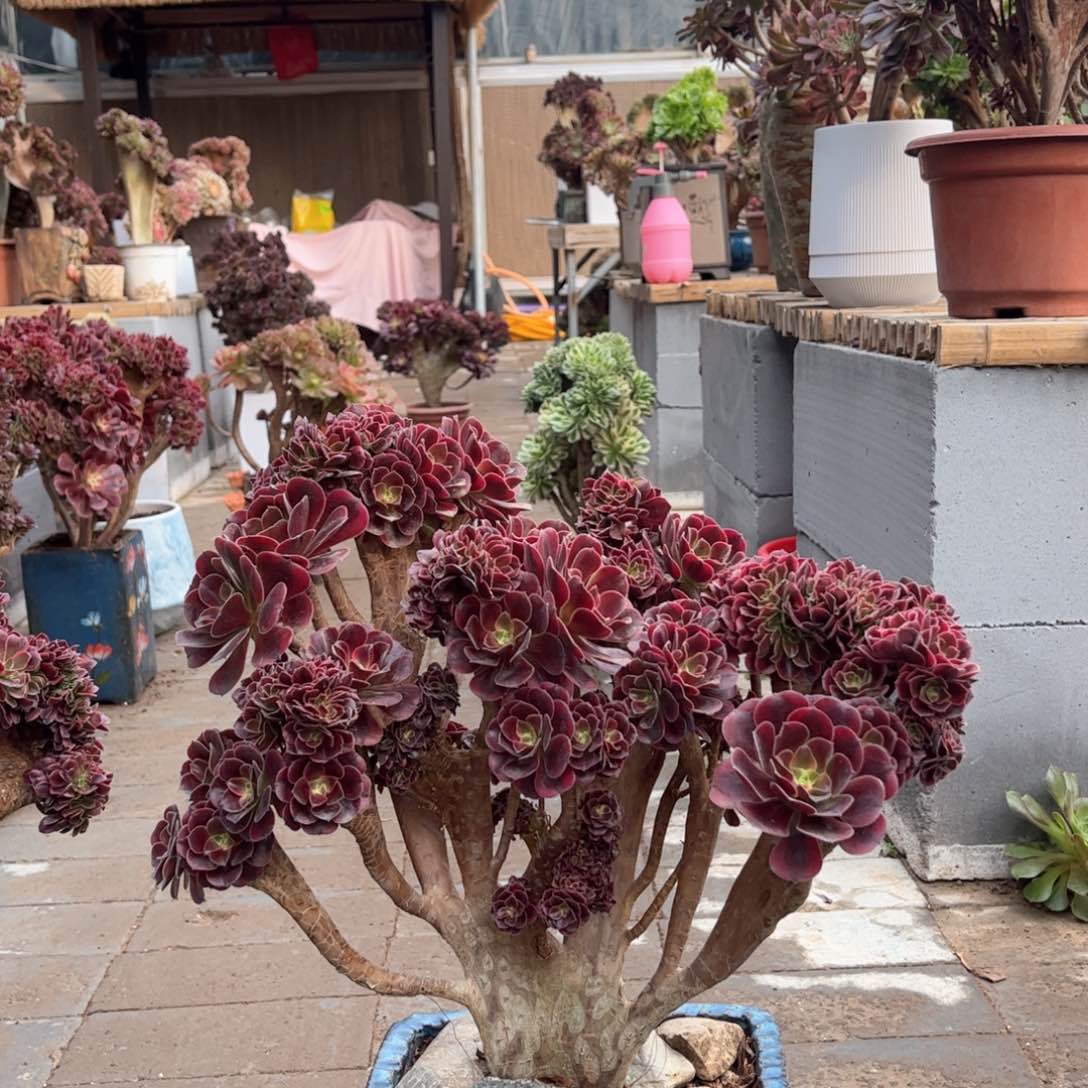 美多莎朵朵妖桩精品