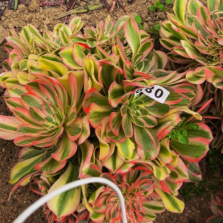 089男神多肉植物处理不售后缀化