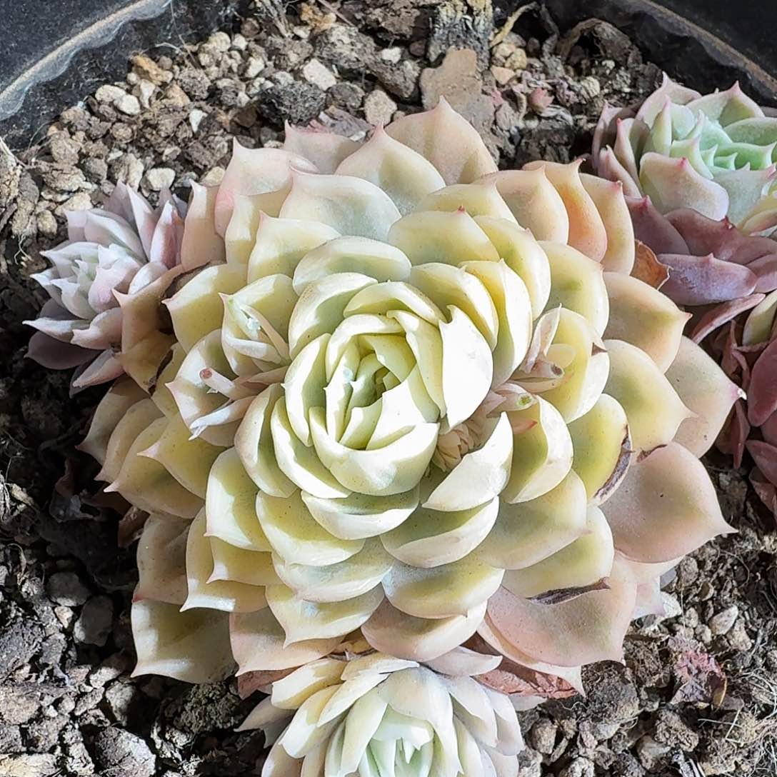 昂斯诺锦群生带两小头