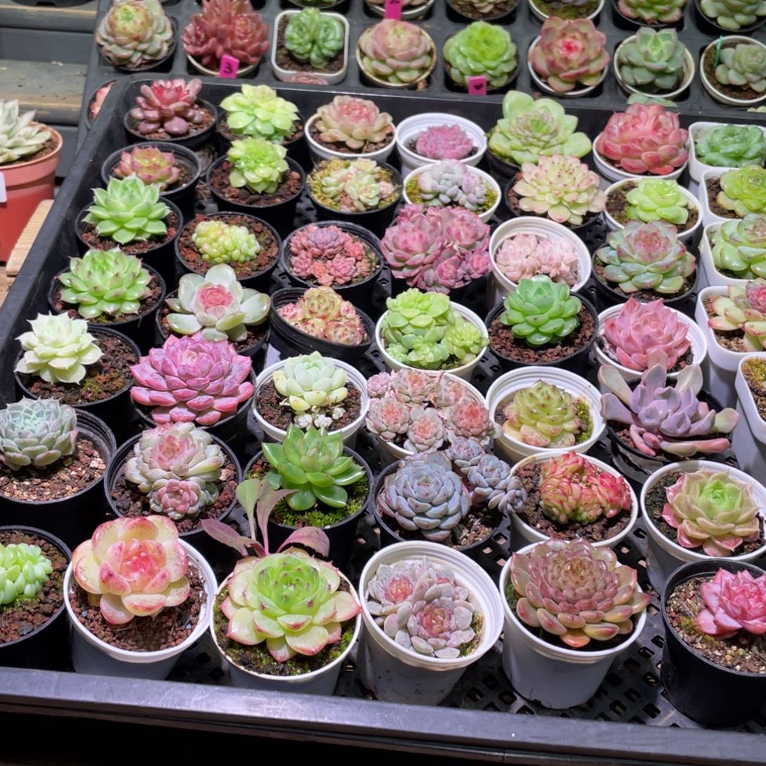 花利美3-290框拍49颗