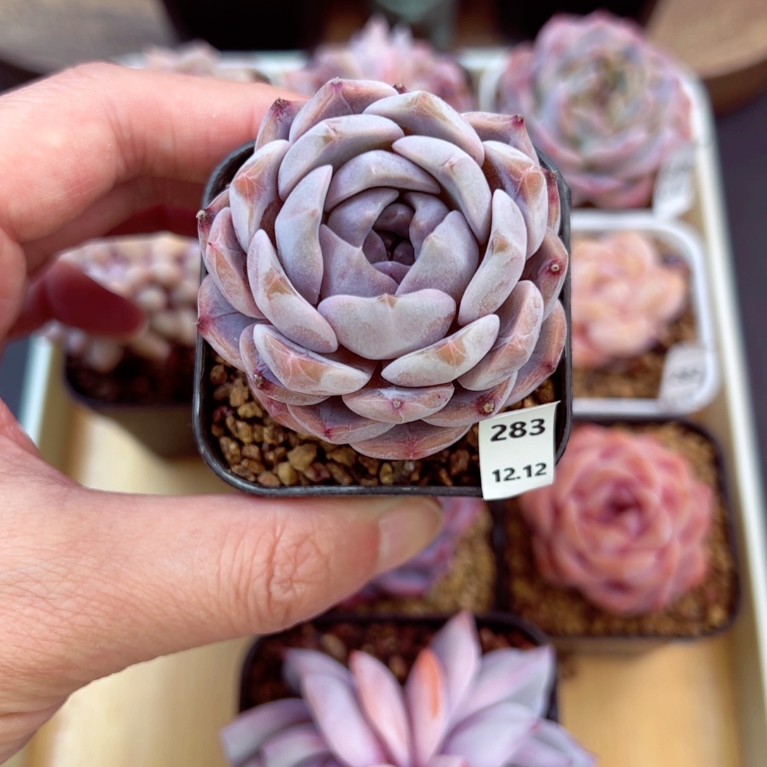 好好看283、哈哈哈哈