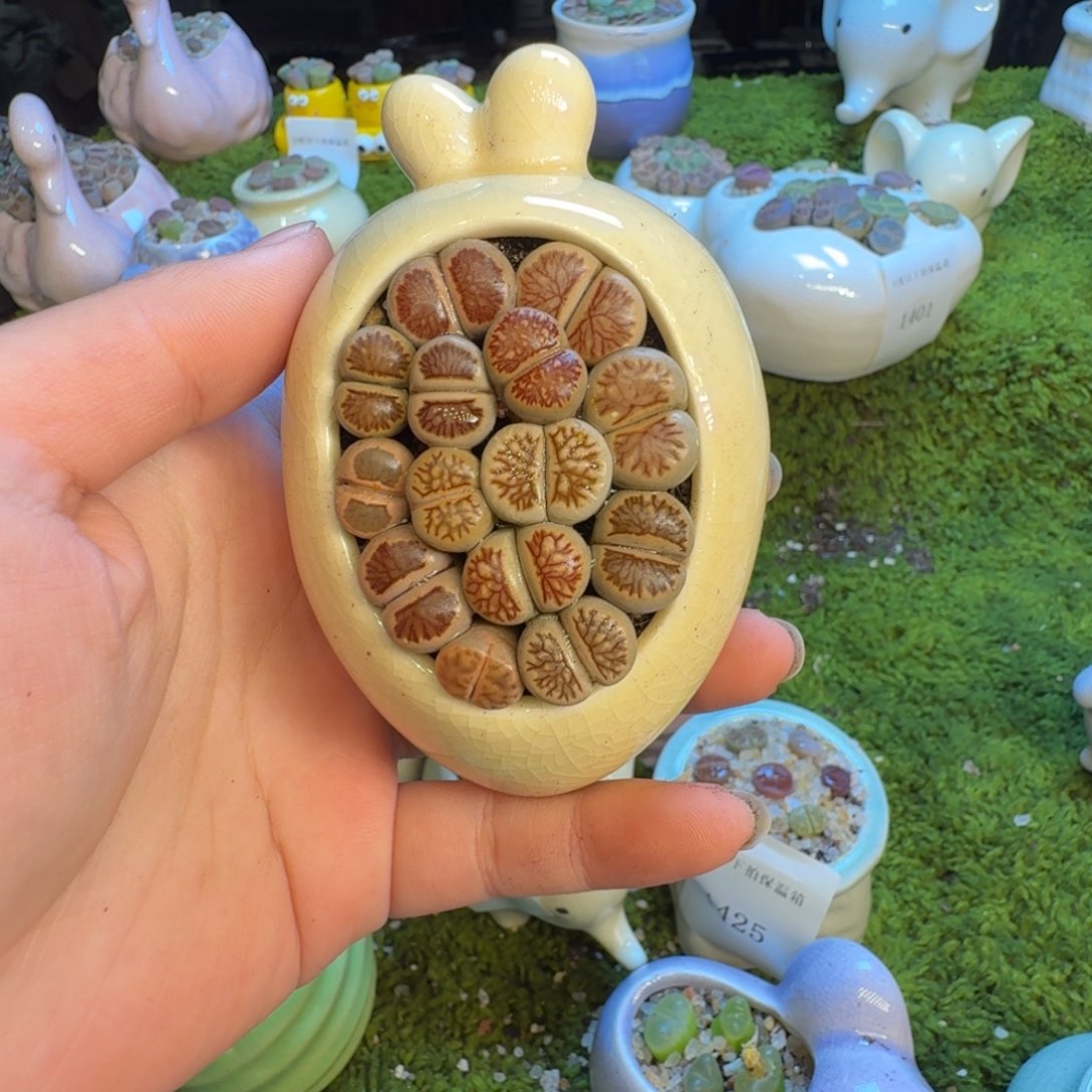 听***棠多肉葡萄的季节性1434