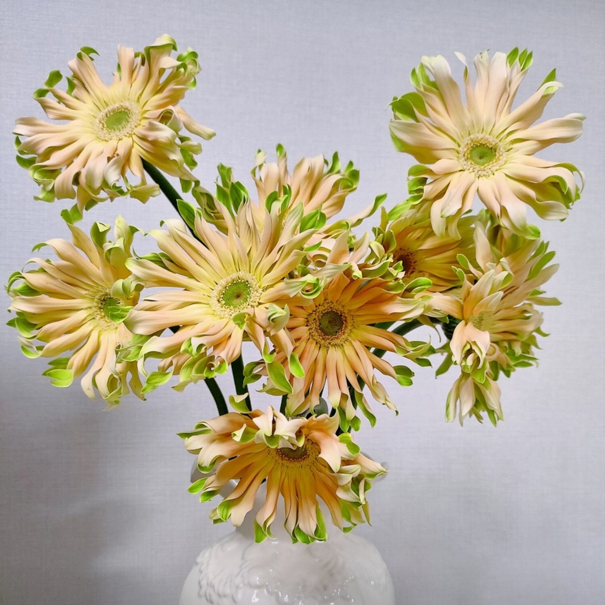 【工厂直发】非洲菊弗朗花香格里拉