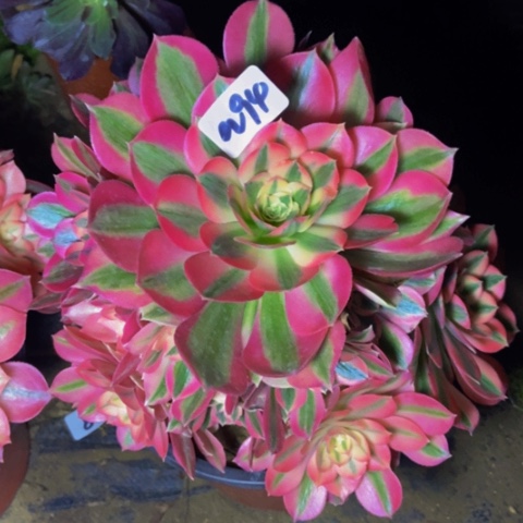 粉女巫多肉植物94多肉不包断