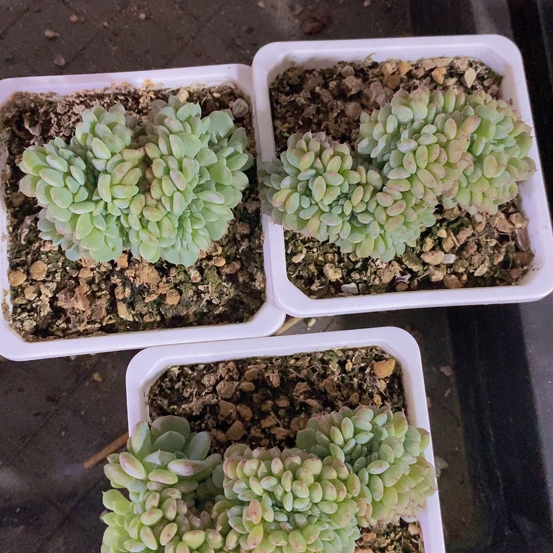 白胖子三个一起     