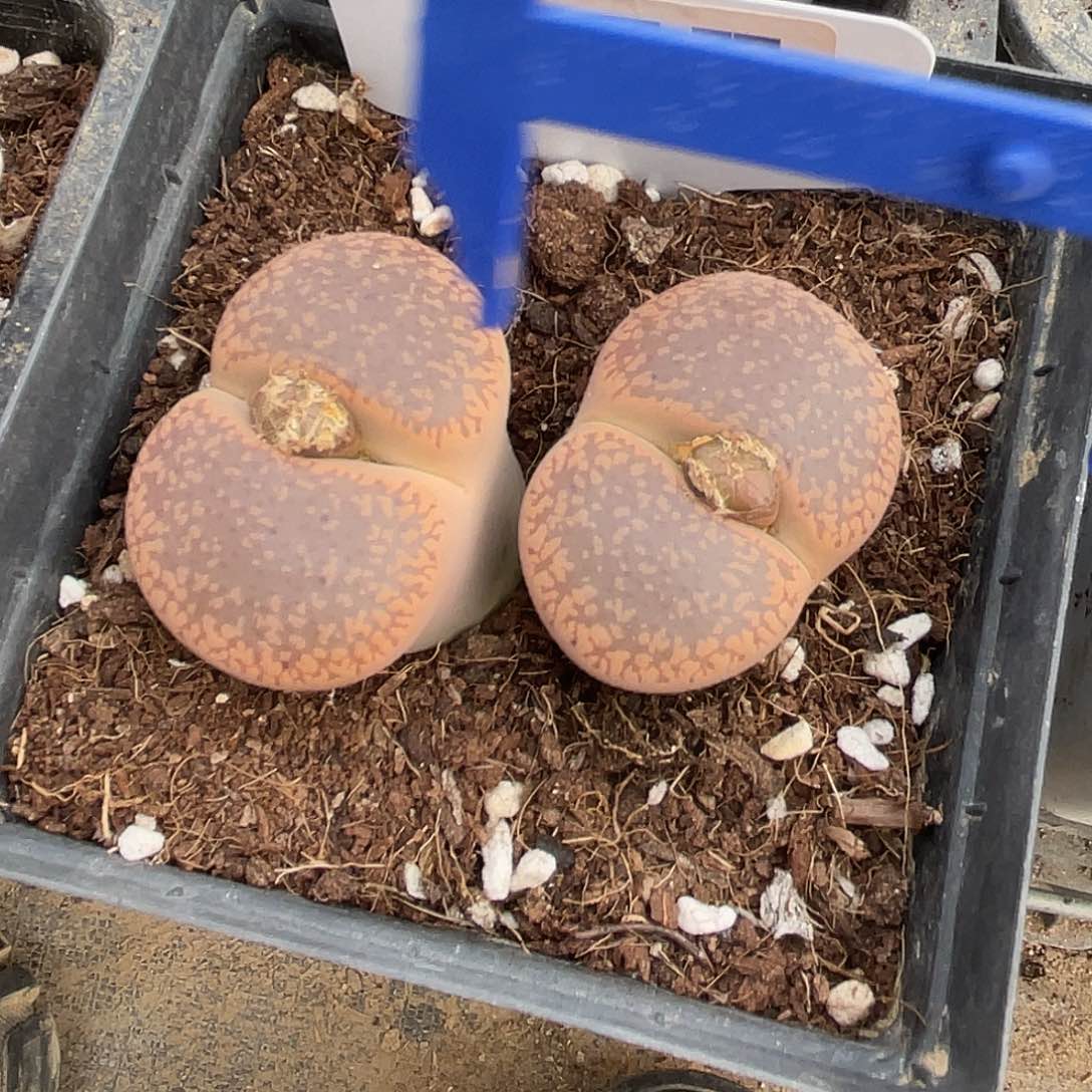 生石花6.5公分177