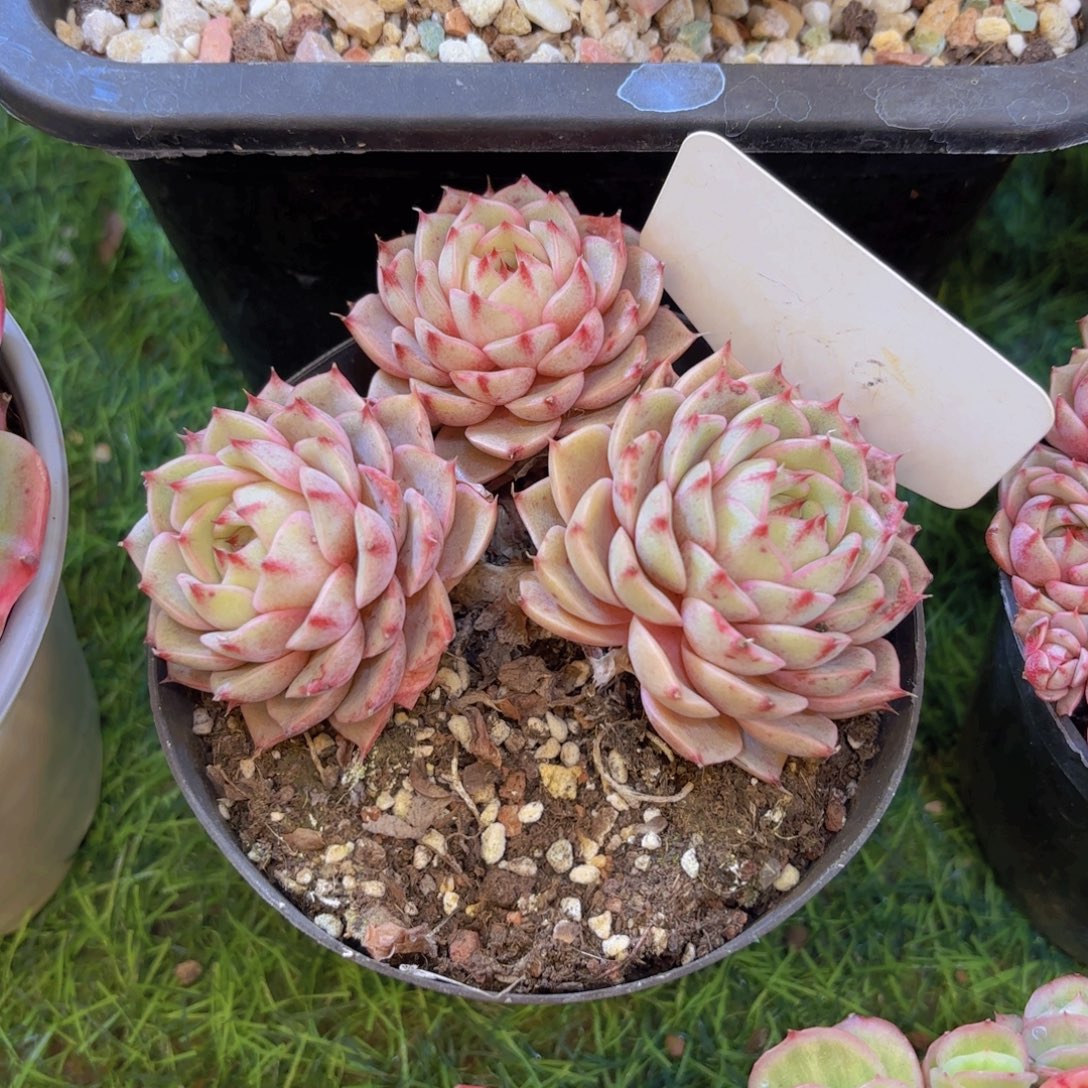 用***1云南金致家精品多肉